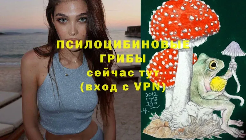 Галлюциногенные грибы Cubensis  купить наркотик  Новоузенск 